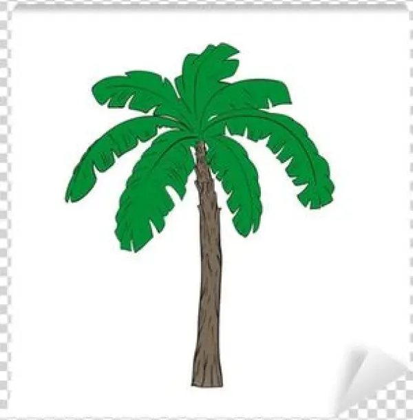 Bananenboom Tekening