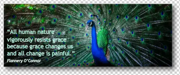 Peacock