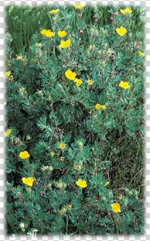 Duration - Shrubby Cinquefoil