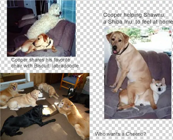 Share This - - Labrador Retriever