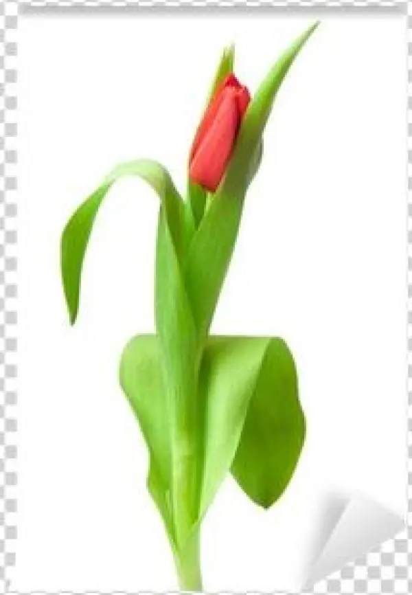Tulip