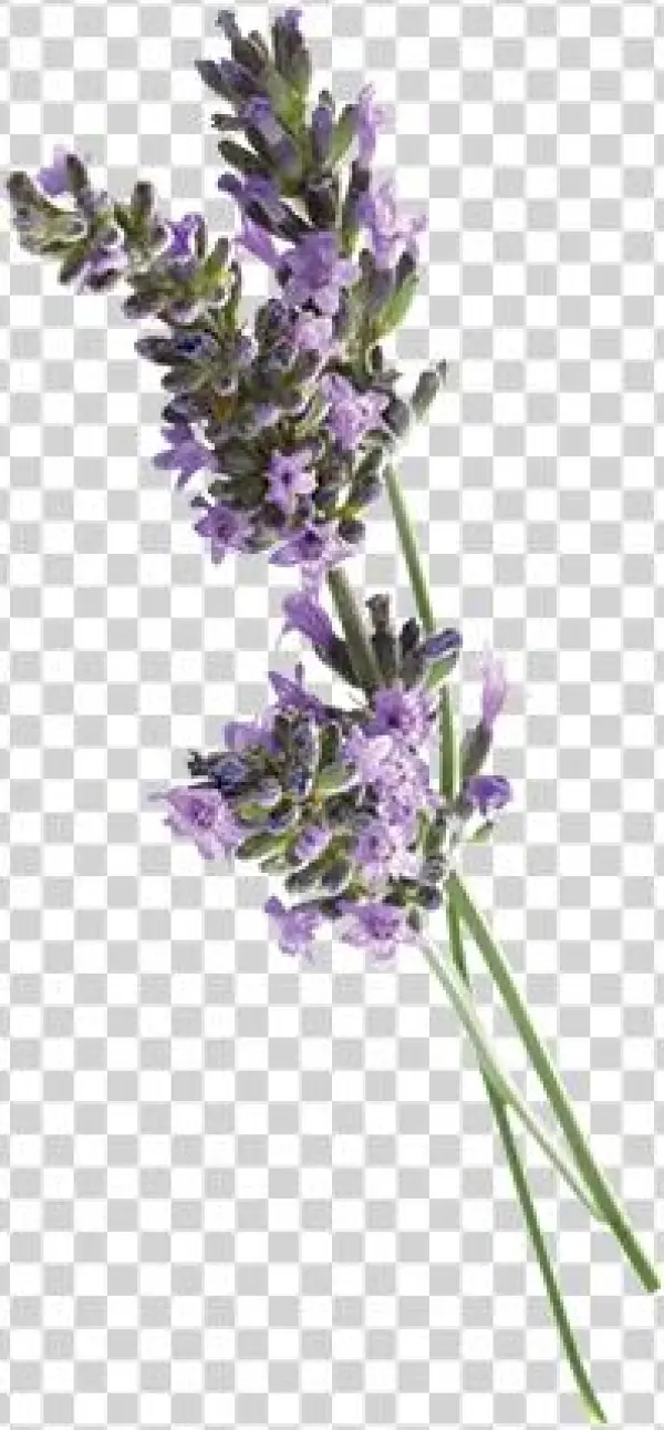Aroma & More Lavender Pure Essential Oil 100% Certified