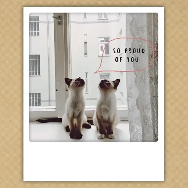 Blog Thumb - So Proud Of You Pair Of Siamese Cats Instagram Photo