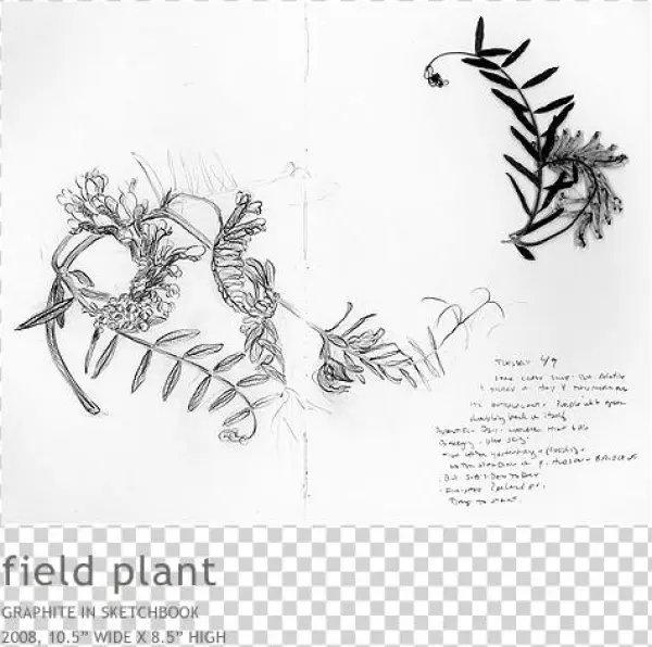 Hosta - Drawing