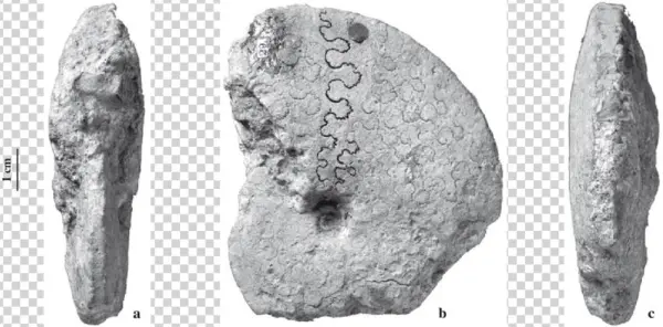 Knemiceras Sp - Nov - , Nhml - C68403, Albian Of Hamiran, - Knemiceras