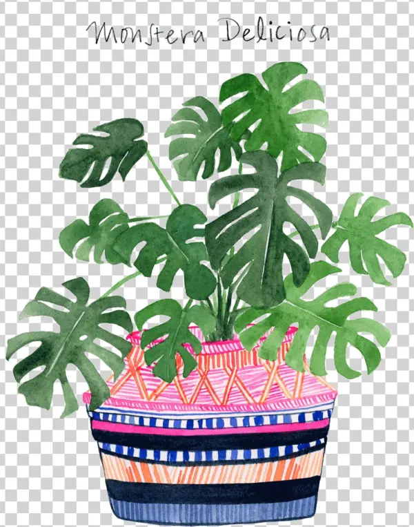 Monstera Web 2016