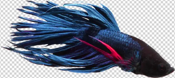 Betta