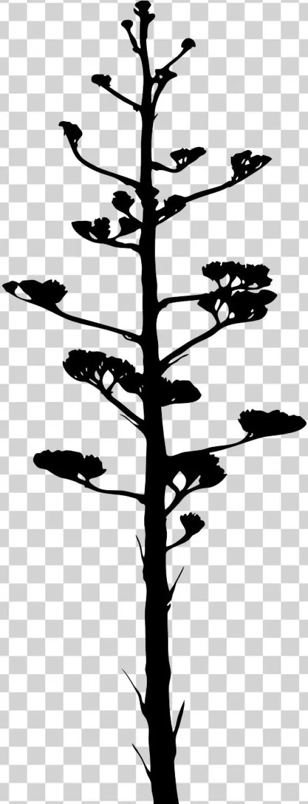 Jpg Black And White Bark Bloom Branch Free Photo From - Oysa Olgunlaşmamışım Mehmet Sirri Aygün Kafekültür