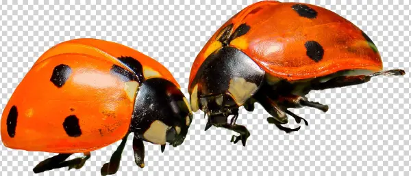 Lady Bug Png