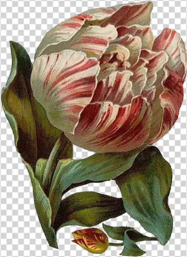 Multicolor Tulips - Angeli. Storie Vere, Testimonianze E Racconti Diretti