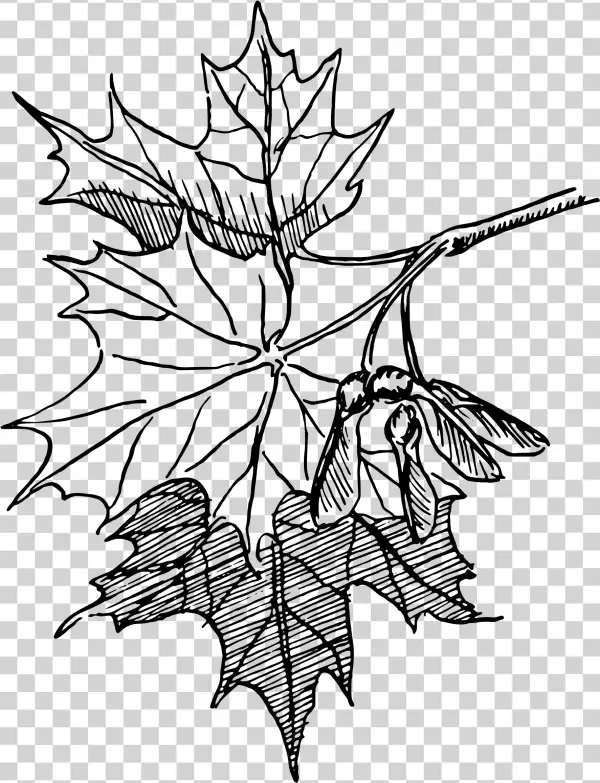 This Free Icons Png Design Of Sugar Maple