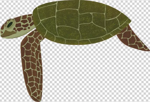Turtle - Portable Network Graphics