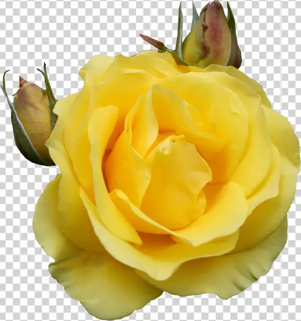 Yellow Roses Png