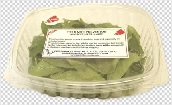 Amblyseius Fallacis - Amblyseius