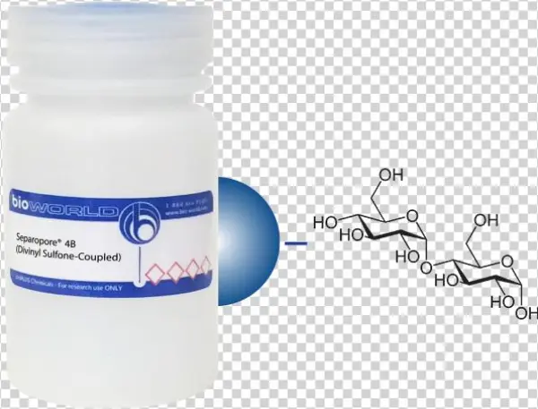 Immunoglobulin G