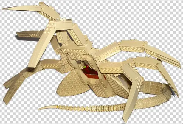 Insect