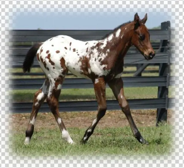 Animal - Appaloosa