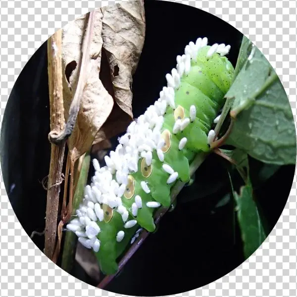 Caterpillars - Cotesia Congregata