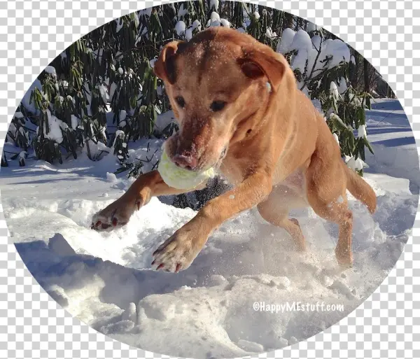 Dive Into Maine Winter Fun - Happyme