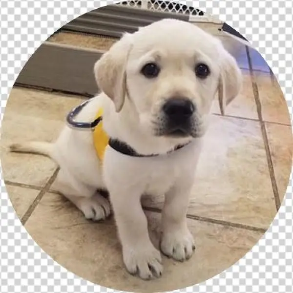 Maverick - Labrador Retriever