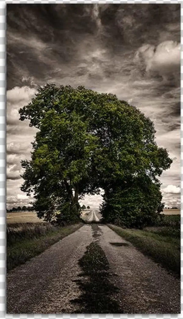 One Way Mobile Wallpaper Big - Green Grove Of Trees Arching Over A Pathway On A Stormy