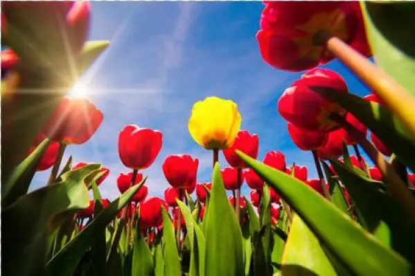 Red - Niederlande Tulpen