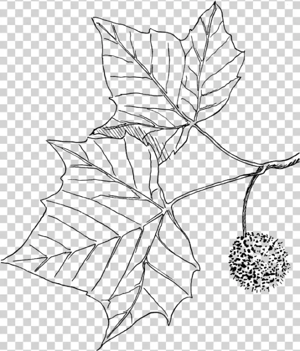 Sycamore Icon