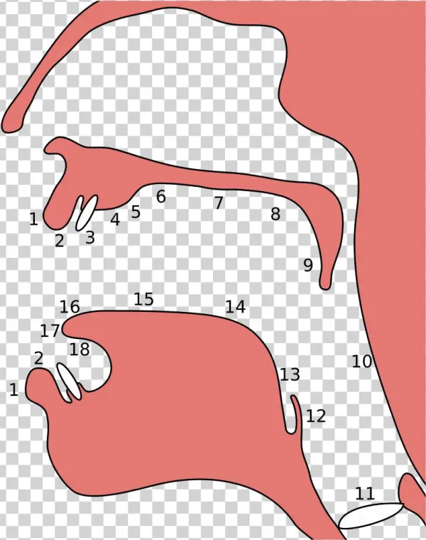 Width" - I - 796 - S - 6 - "height" - Place Of Articulation