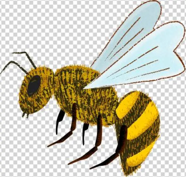 Bee - Portable Network Graphics