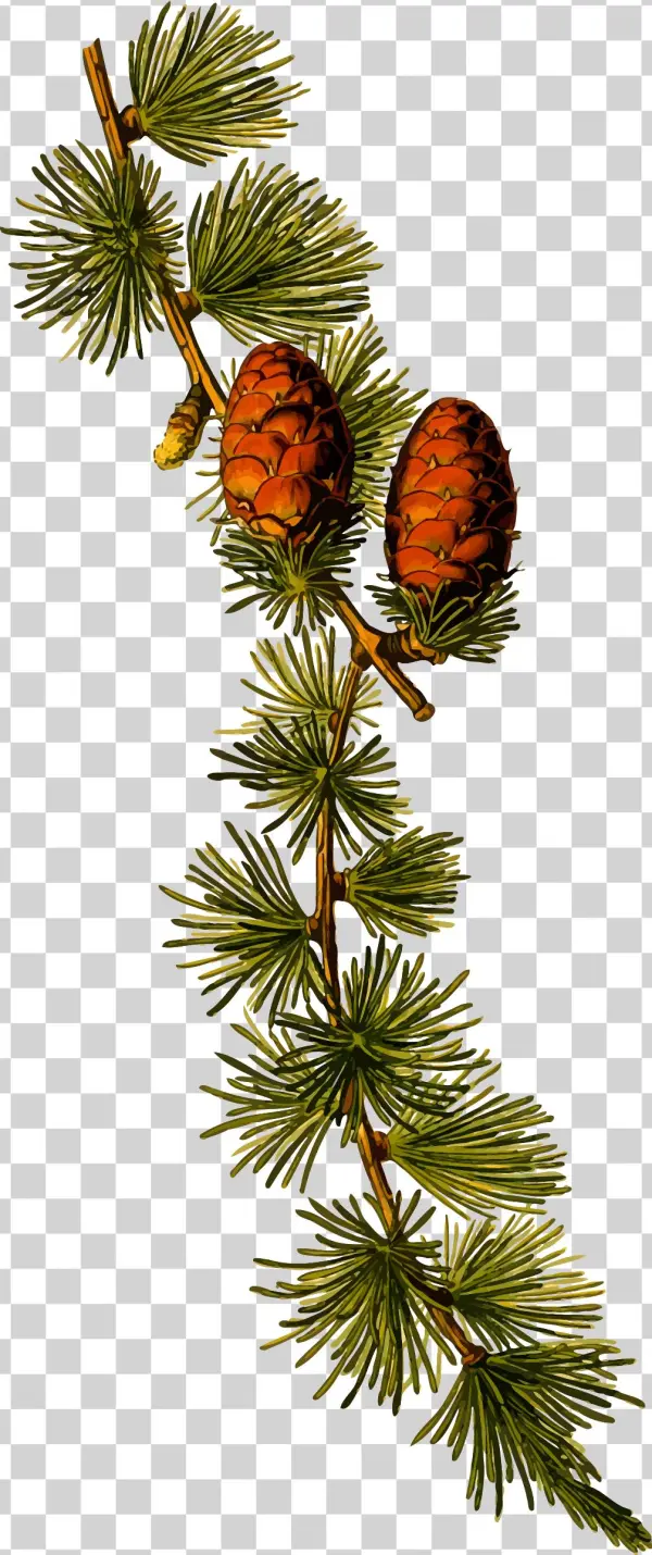 Big Image - Larix Decidua