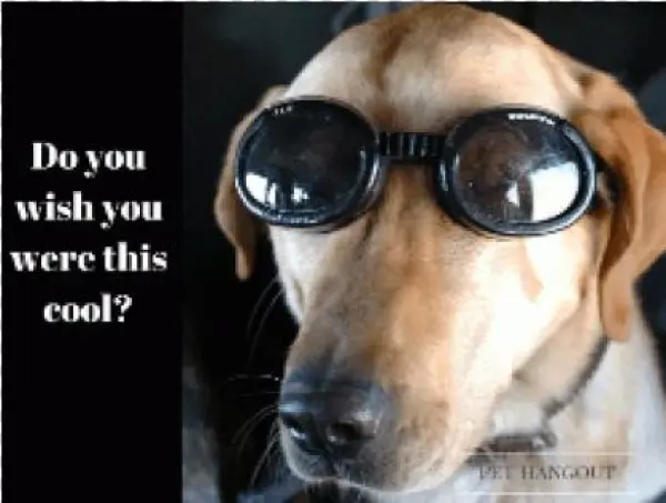 Dogs In Helicopters; Compact Disc; Primary Artist -
