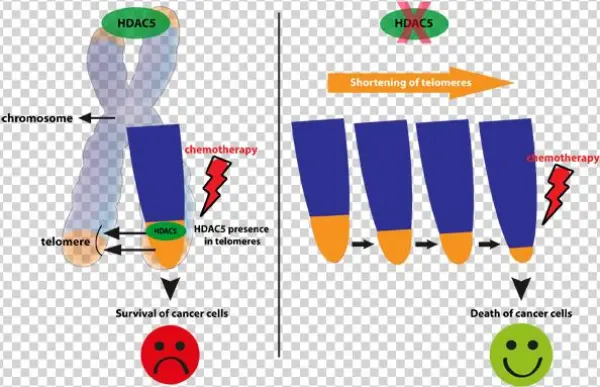 Hdac5 Telomeres