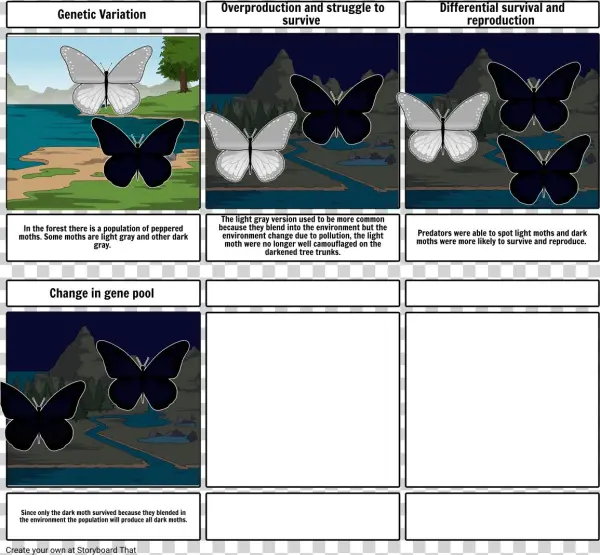Natural S - Storyboard