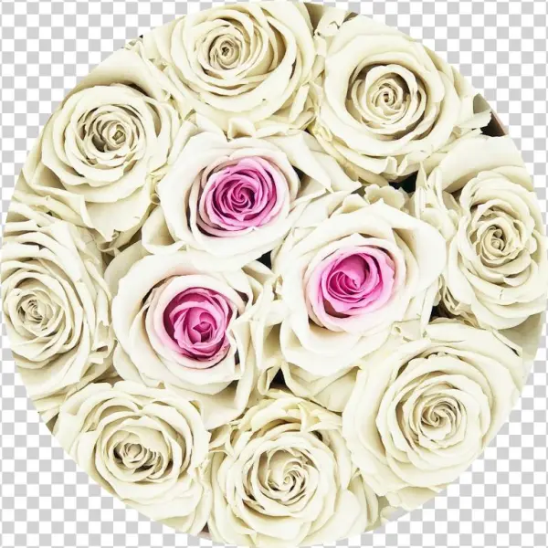 Rosas Blancas Png
