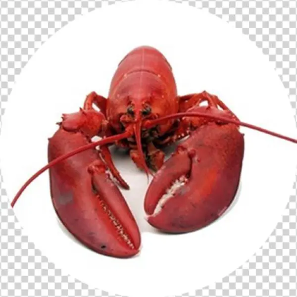 Welcome To Fresh Catch