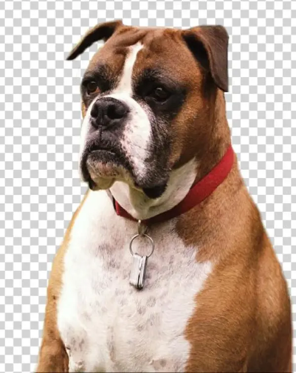 Dog Png