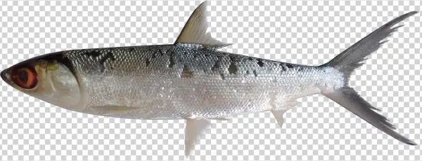 Fish Png