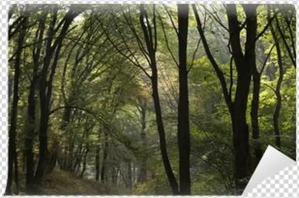 Go To Image - Grove