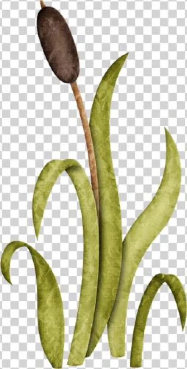 Jss Happycamper Cattail 2 - Illustration
