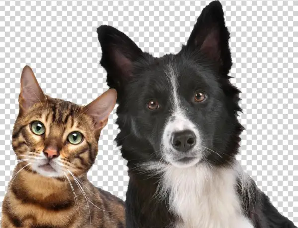 Local Events - Energy Healing For Your Dog And Cat [book]
