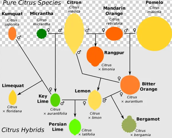 Open - Citrus Taxonomy