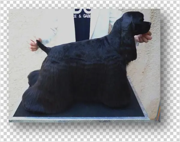 Picture - Dog