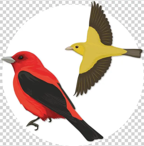 Scarlet Tanager