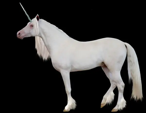 Stallion