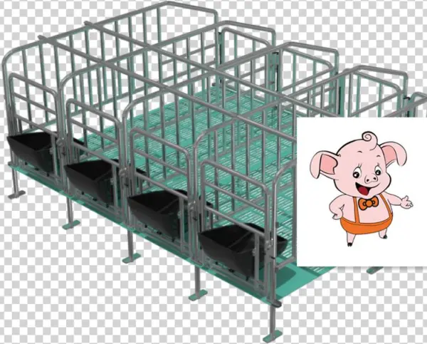 Domestic Pig