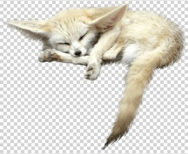 Free Png Fox S Png Images Transparent