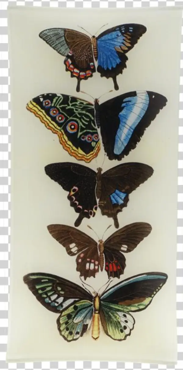 French Butterflies Nature Chart Vintage Style Poster