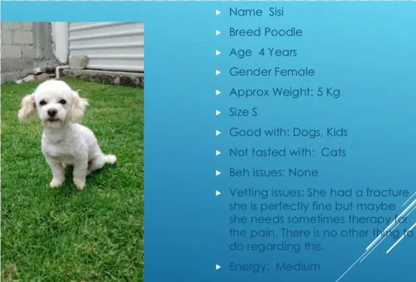 Poodle Png