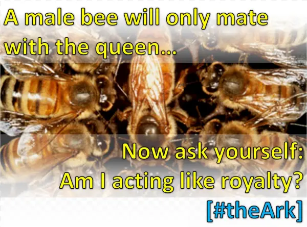 Queenbee - Pheromones Of Social Bees [book]
