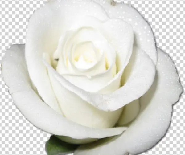 Roses Clipart Png